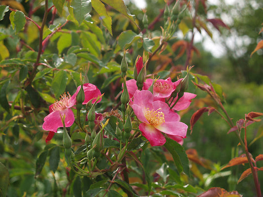 ROSA CHINENSIS 'BENGAL BEAUTY' 2.