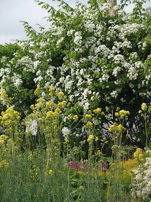 ROSA BRUNONII CC 4516