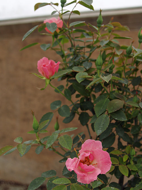 ROSA CHINENSIS APPLE BLOSSOM PINK