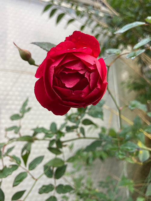 ROSA CHINENSIS var.SEMPERFLORENS