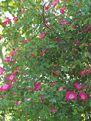 ROSA seedling E 'BENGAL BEAUTY'
