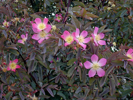 ROSA GLAUCA
