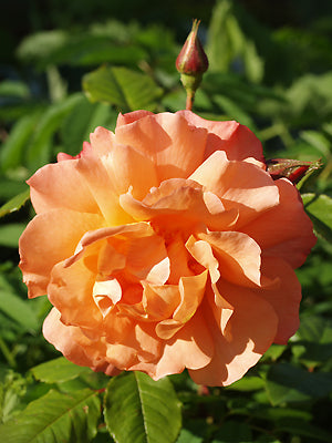 ROSA 'GLENFIDDICH'