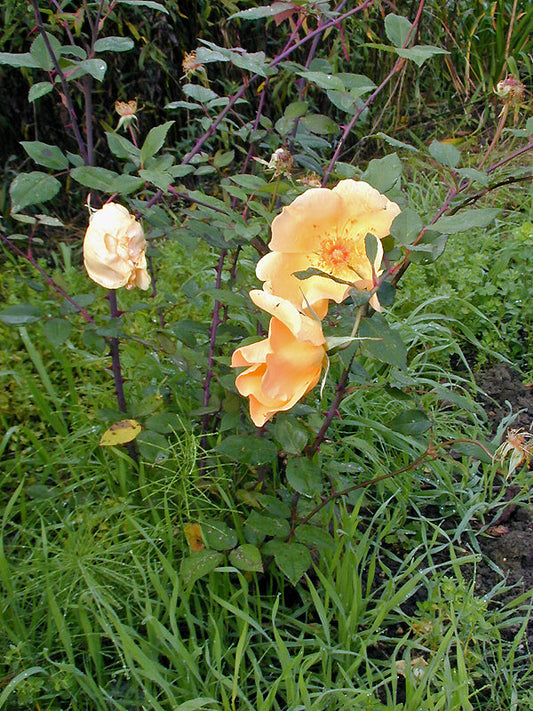 ROSA 'MRS.OAKLEY FISHER'