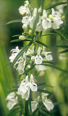 ROSMARINUS OFFICINALIS 'MALTESE WHITE'