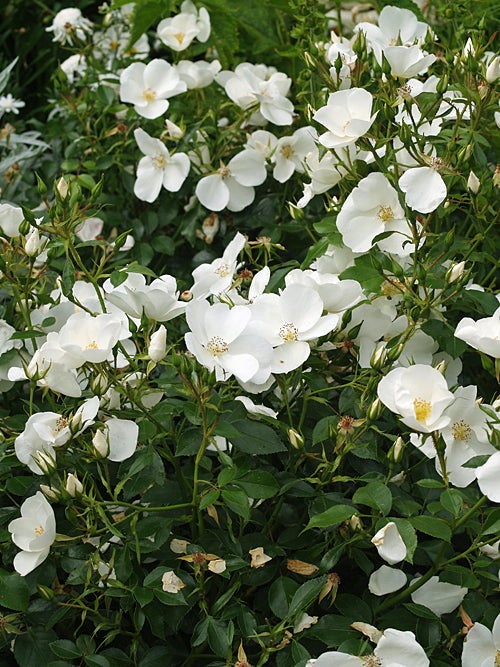 ROSA '#MACMILLAN NURSE'