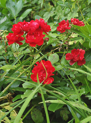 ROSA 'MARLENA'
