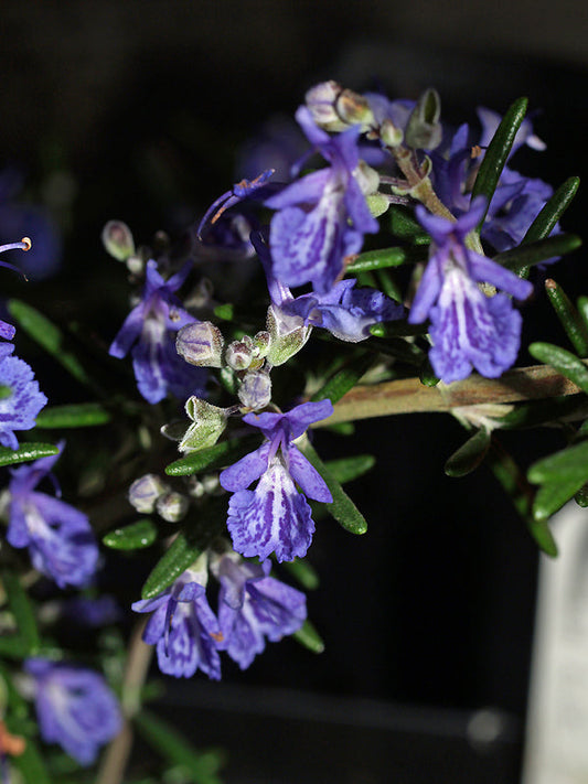ROSMARINUS OFFICINALIS 'FOTA BLUE'