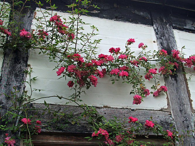 ROSA 'POMPOM DE PARIS'