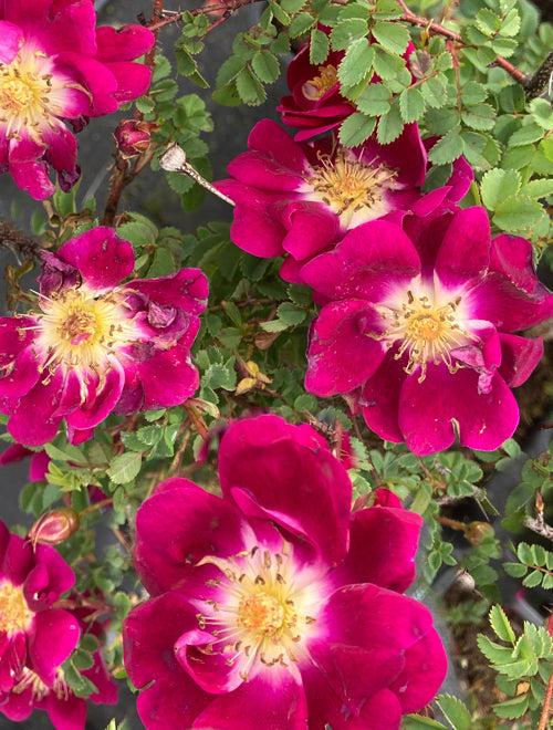 ROSA SPINOSISSIMA 'WILLIAM III'