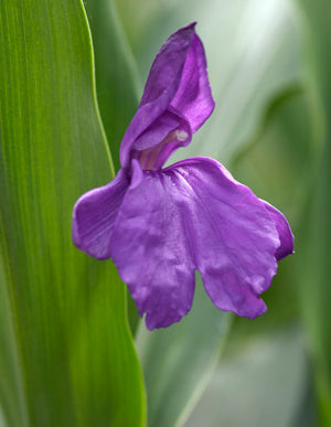 ROSCOEA CAUTLEYOIDES 'PURPLE GIANT'