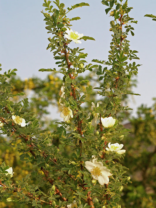 ROSA SERICEA CC 3306
