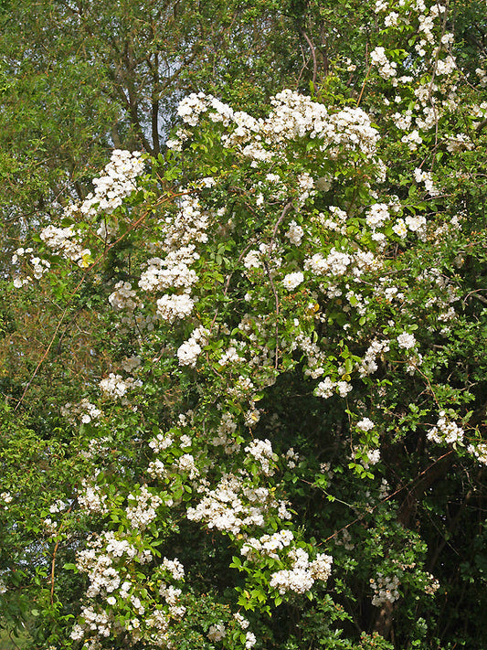 ROSA 'ALISTER STELLA GRAY'