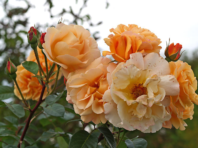 ROSA 'WESTERLAND'