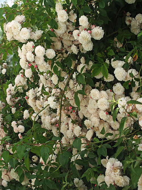 ROSA ‘'FÉLICITÉ-PERPÉTUE'’