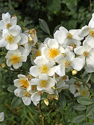 ROSA 'WICKWAR'