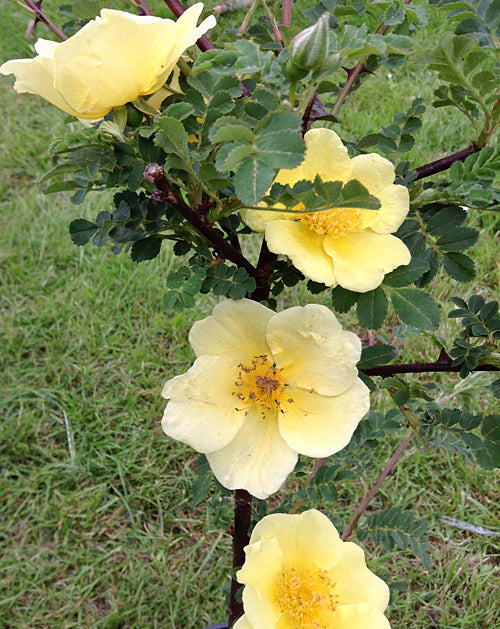 ROSA XANTHINA 'CANARY BIRD'