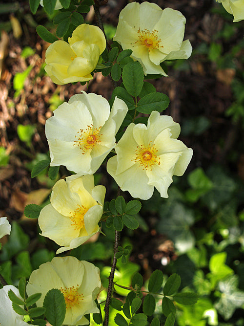 ROSA XANTHINA f.HUGONIS