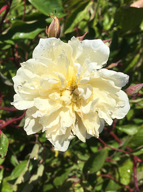 ROSA x ODORATA 'DIANA CLARE'