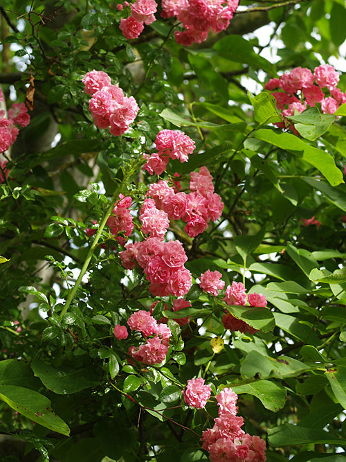 ROSA 'MINNEHAHA'
