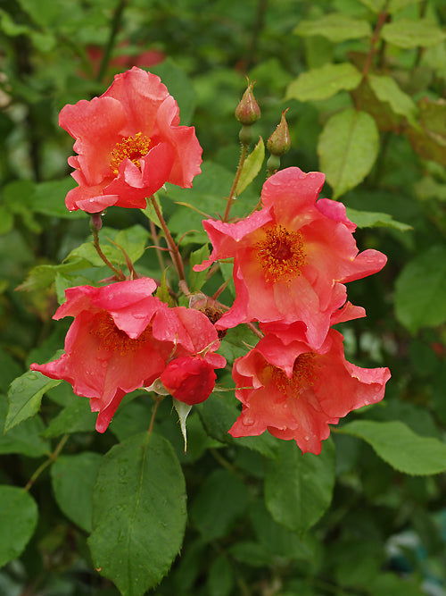 ROSA 'MORNING MIST' (AUSFIRE)
