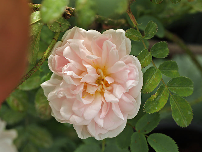 ROSA 'STANWELL PERPETUAL'