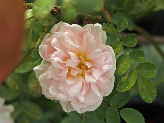 ROSA 'STANWELL PERPETUAL'