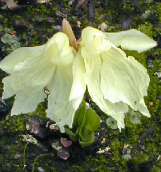 ROSCOEA CAUTLEYOIDES 'JEFFREY THOMAS'