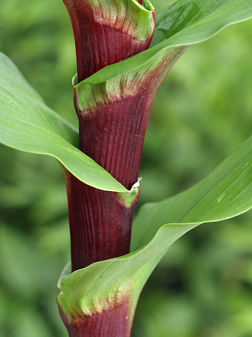 ROSCOEA PURPUREA 'CINNAMON STICK'