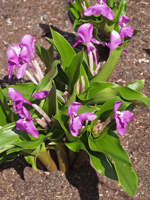 ROSCOEA HUMEANA dark form 2