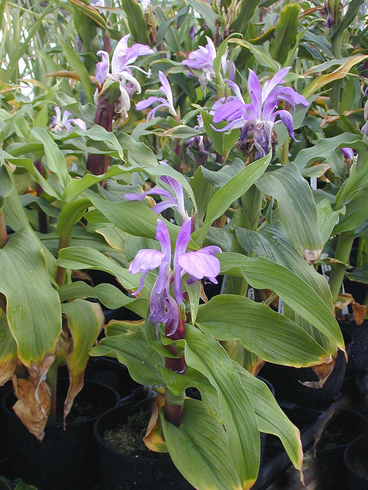 ROSCOEA PURPUREA 'NICO'
