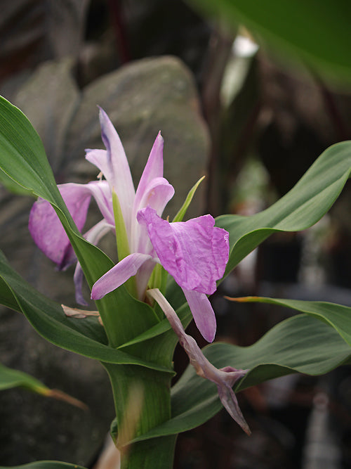 ROSCOEA PURPUREA