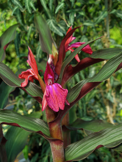 ROSCOEA ROYAL PURPLE GROUP