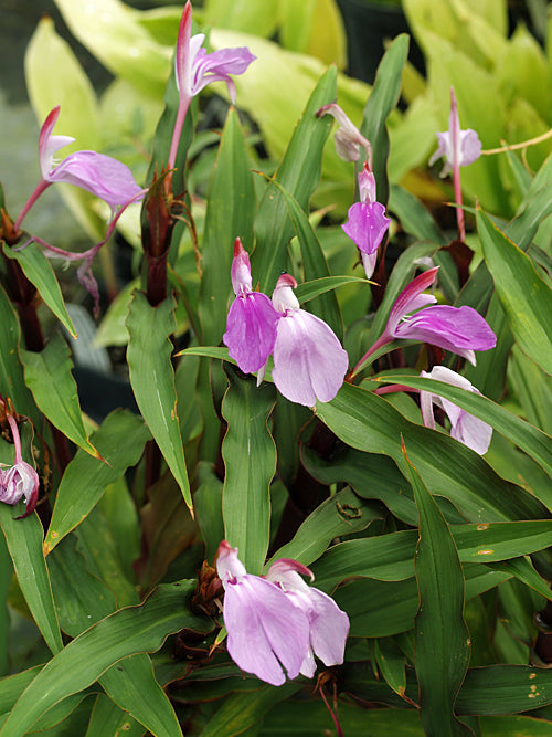 ROSCOEA 'SPICE ISLAND'