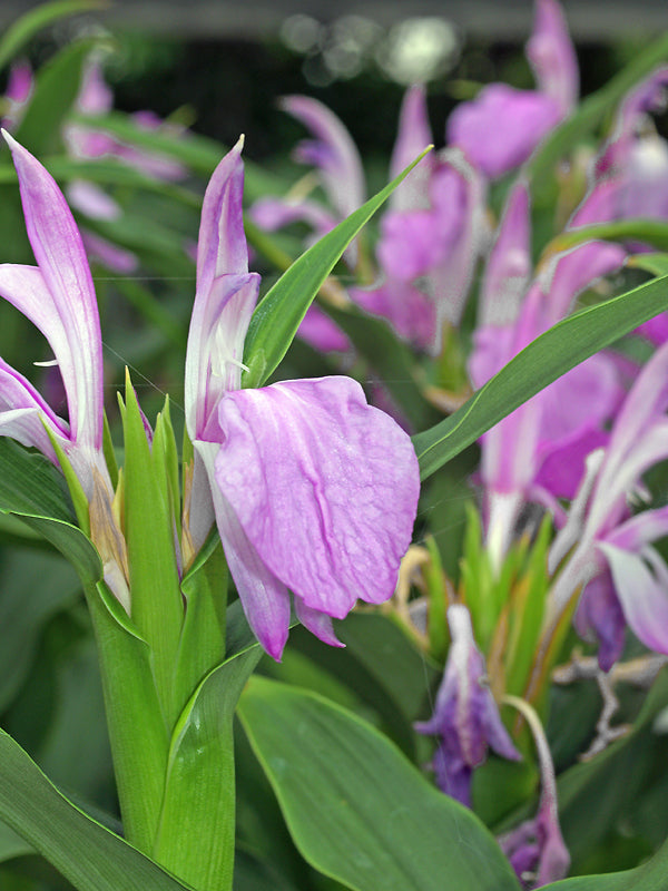 ROSCOEA PURPUREA 'VINCENT'