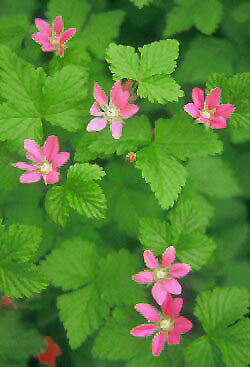 RUBUS ARCTICUS