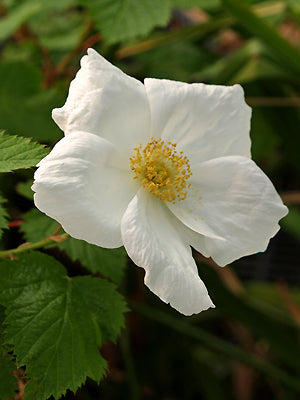 RUBUS 'BENENDEN'