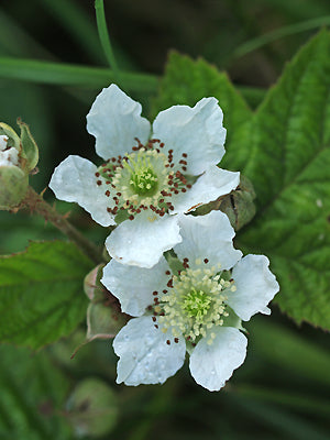 RUBUS CAESIUS
