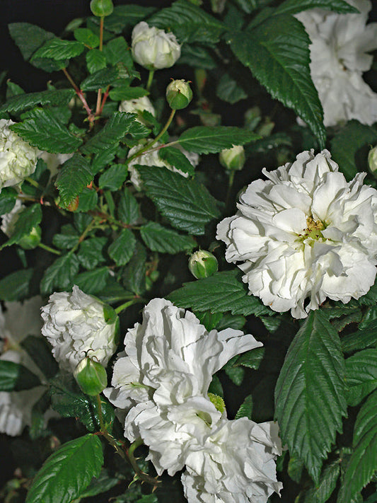 RUBUS ROSIFOLIUS 'CORONARIUS'
