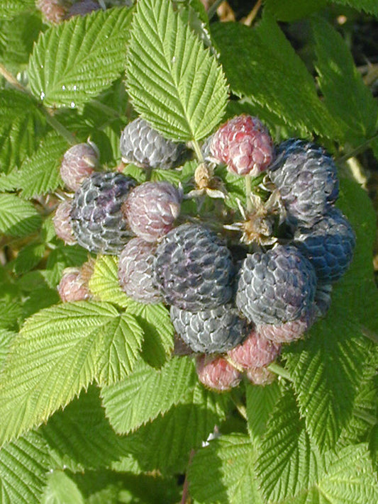 RUBUS SP. BLACK RASPBERRY RCB EQ-C-1