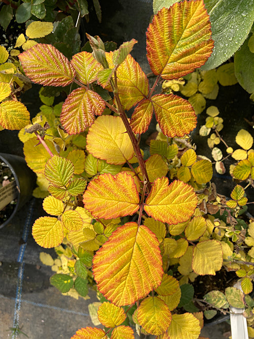RUBUS FRUTICOSUS 'REPS' RCB AL-A-1