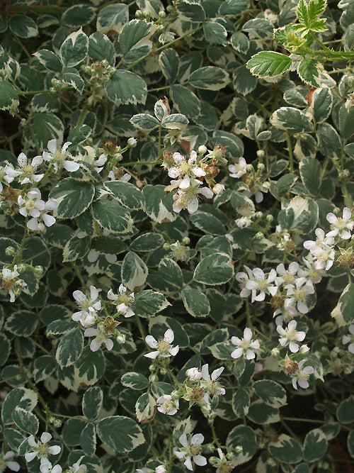 RUBUS FRUTICOSUS 'VARIEGATUS'