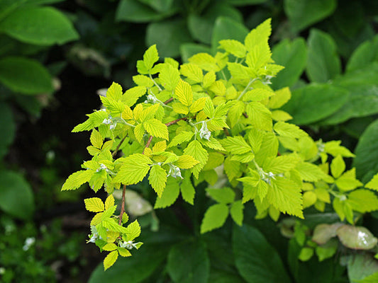 RUBUS IDAEUS 'AUREUS'