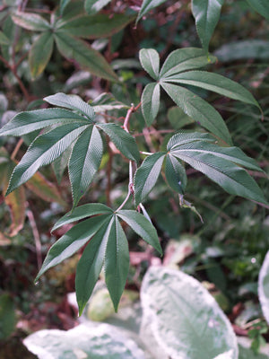 RUBUS LINEATUS