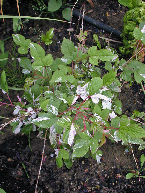 RUBUS MICROPHYLLUS 'VARIEGATUS'