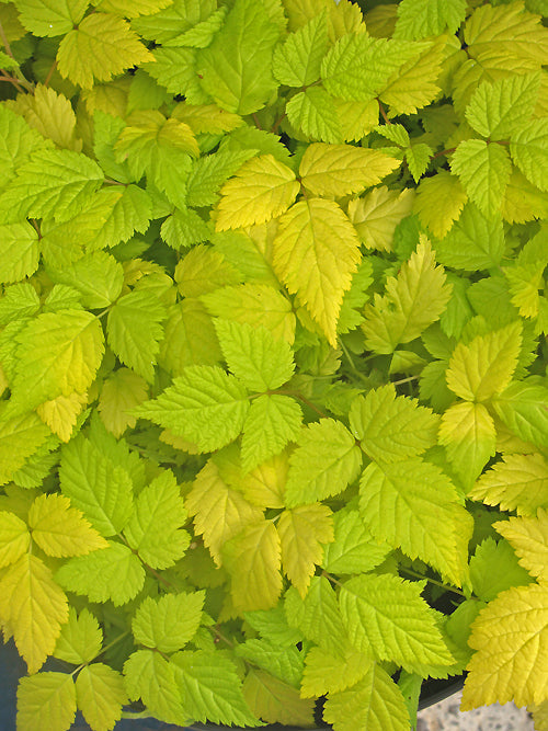 RUBUS SPECTABILIS GOLD OLYMPIC DOUBLE