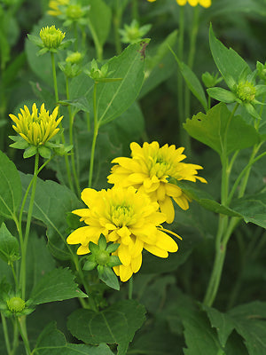 RUDBECKIA LACINIATA 'GOLDQUELLE'