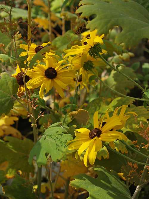 RUDBECKIA SUBTOMENTOSA double form