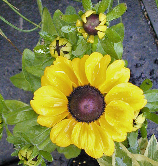 RUDBECKIA HIRTA 'TOTO'