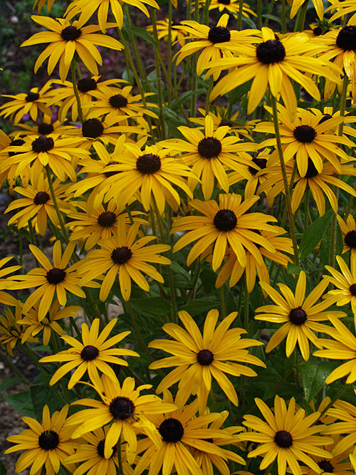 RUDBECKIA FULGIDA var.DEAMII x ECHINACEA 'RUBINGLOW'